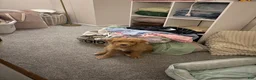Mixed Breed dogs for sale: Gigi - Ad 5