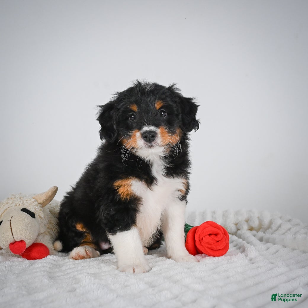 Mini Bernedoodle dogs Shelby - Ad 1