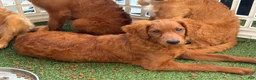 Goldendoodle dogs for sale: Pinkie Pie  - Ad 5