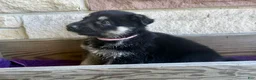 German Shepherd dogs for sale: MJ - Ad 10