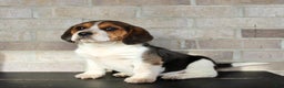 Beagle dogs for sale: Peanut - Ad 5