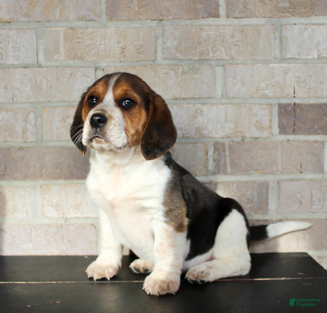 Beagle dogs for sale: Peanut - Ad 5