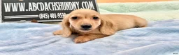 Miniature Dachshund dogs for sale: South African AKC Carrie’s Choc CR - Ad 2