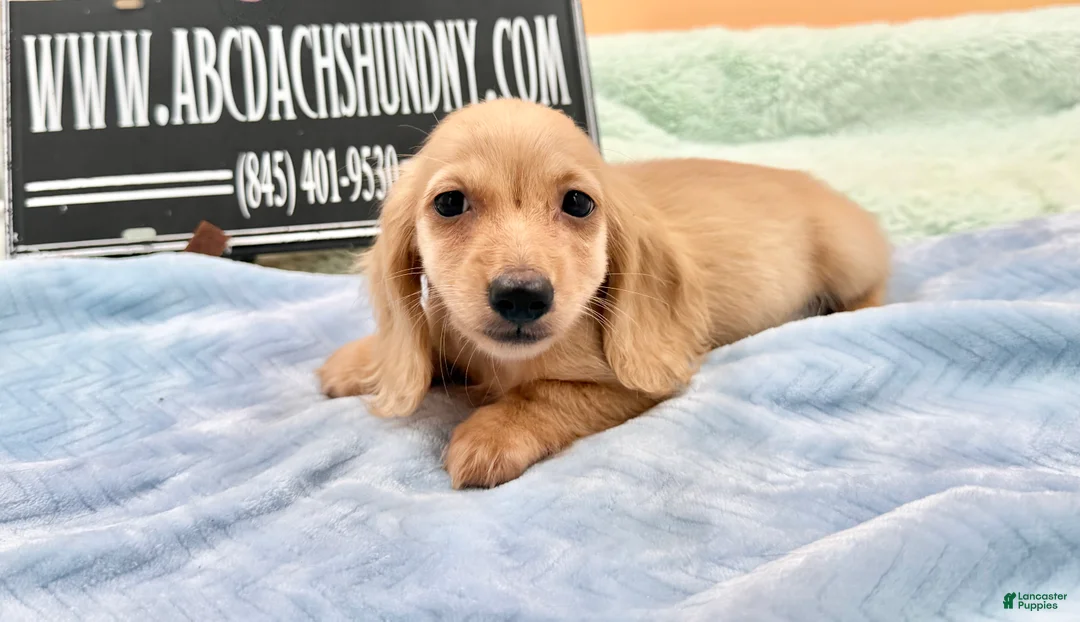 Miniature Dachshund dogs for sale: South African AKC Carrie’s Choc CR - Ad 2