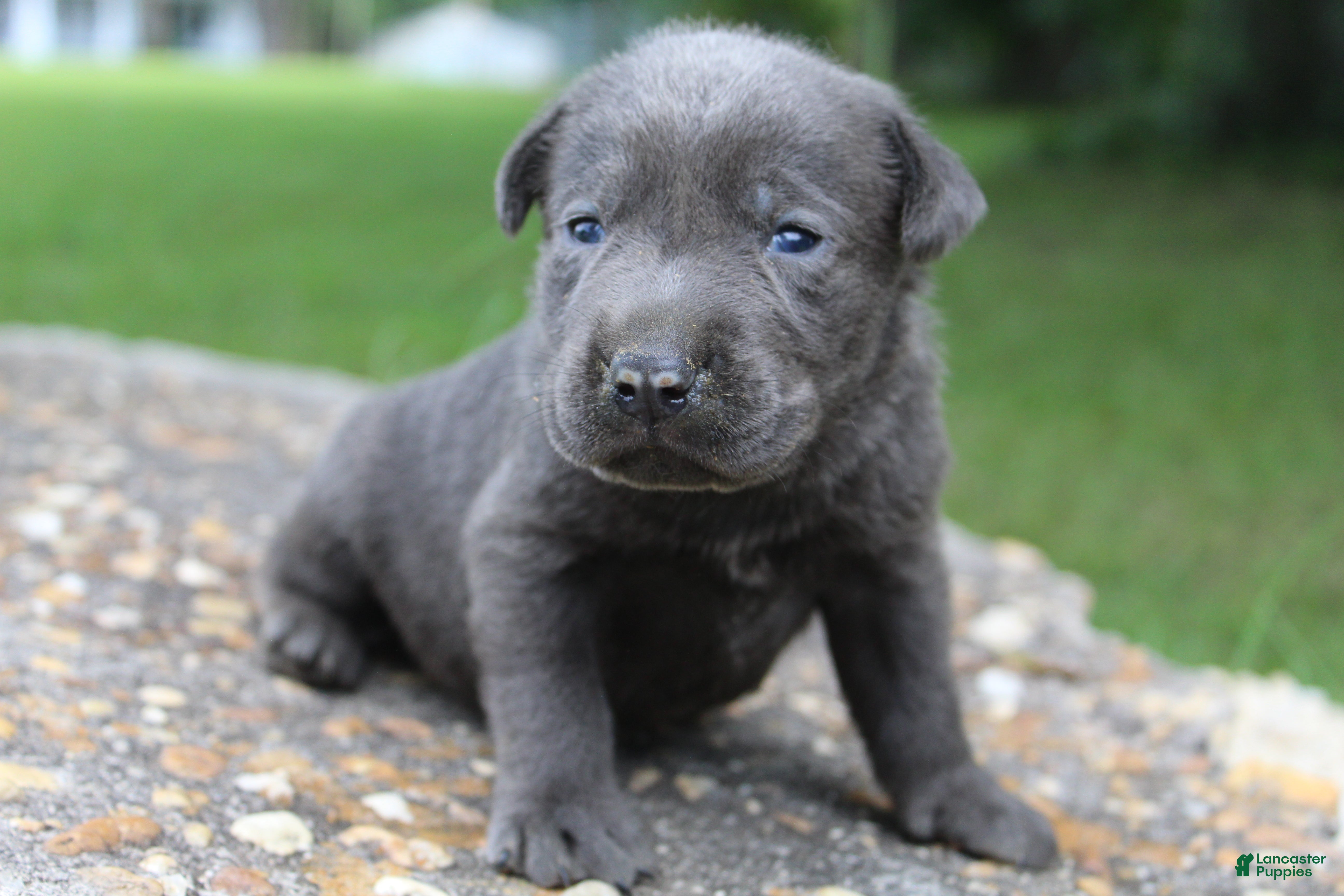 Labrador Retriever dogs Archie - Ad 1