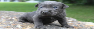Archie