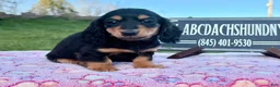 Miniature Dachshund dogs for sale: Russian - Ad 3