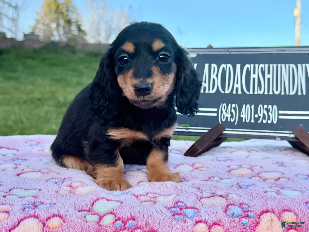 Miniature Dachshund dogs for sale: Russian male - Ad 10