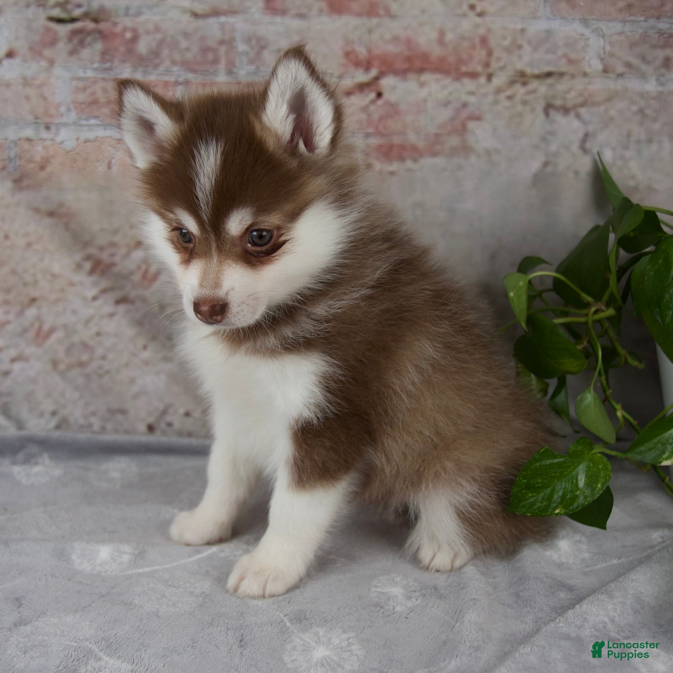 Pomsky dogs King - Ad 2