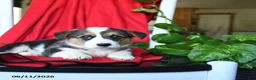 Welsh Corgi Pembroke dogs for sale: Candy - Ad 4