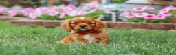 Cavalier King Charles Spaniel dogs for sale: Mason - Ad 1