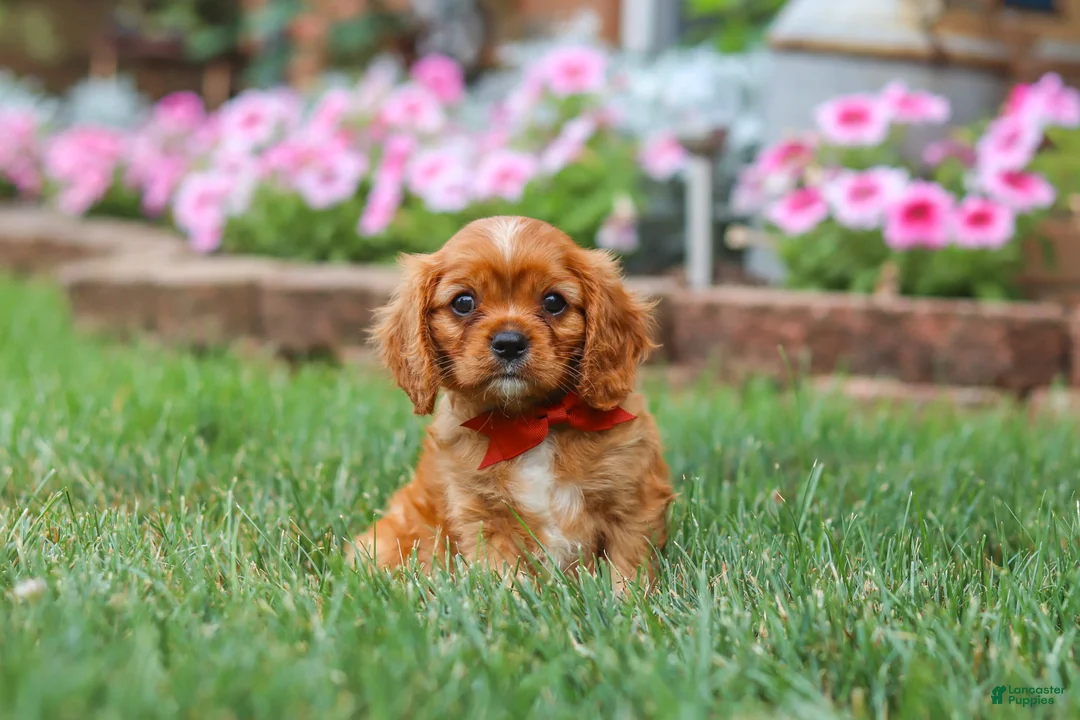 Cavalier King Charles Spaniel dogs for sale: Mason - Ad 1
