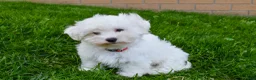 Maltese dogs for sale:  Jaden - Ad 8