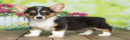 Welsh Corgi Pembroke dogs for sale: Lacey - Ad 3