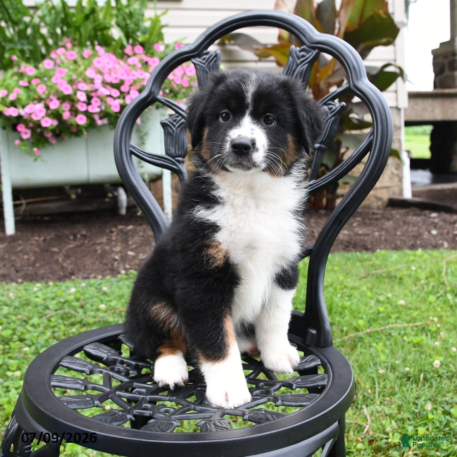 Miniature Australian Shepherd dogs for sale: Shenandoah - Ad 2