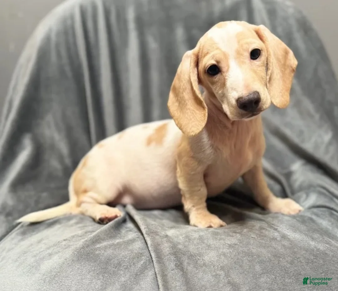 Miniature Dachshund dogs for sale: Miniature dachshund Lilly - Ad 2