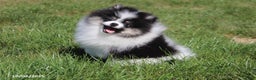 Pomeranian dogs for sale: Karter - Ad 12