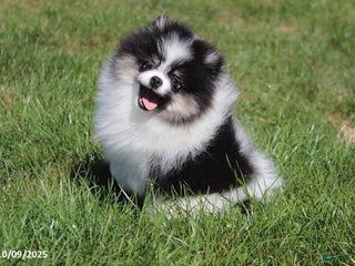 Pomeranian dogs - Ad 8