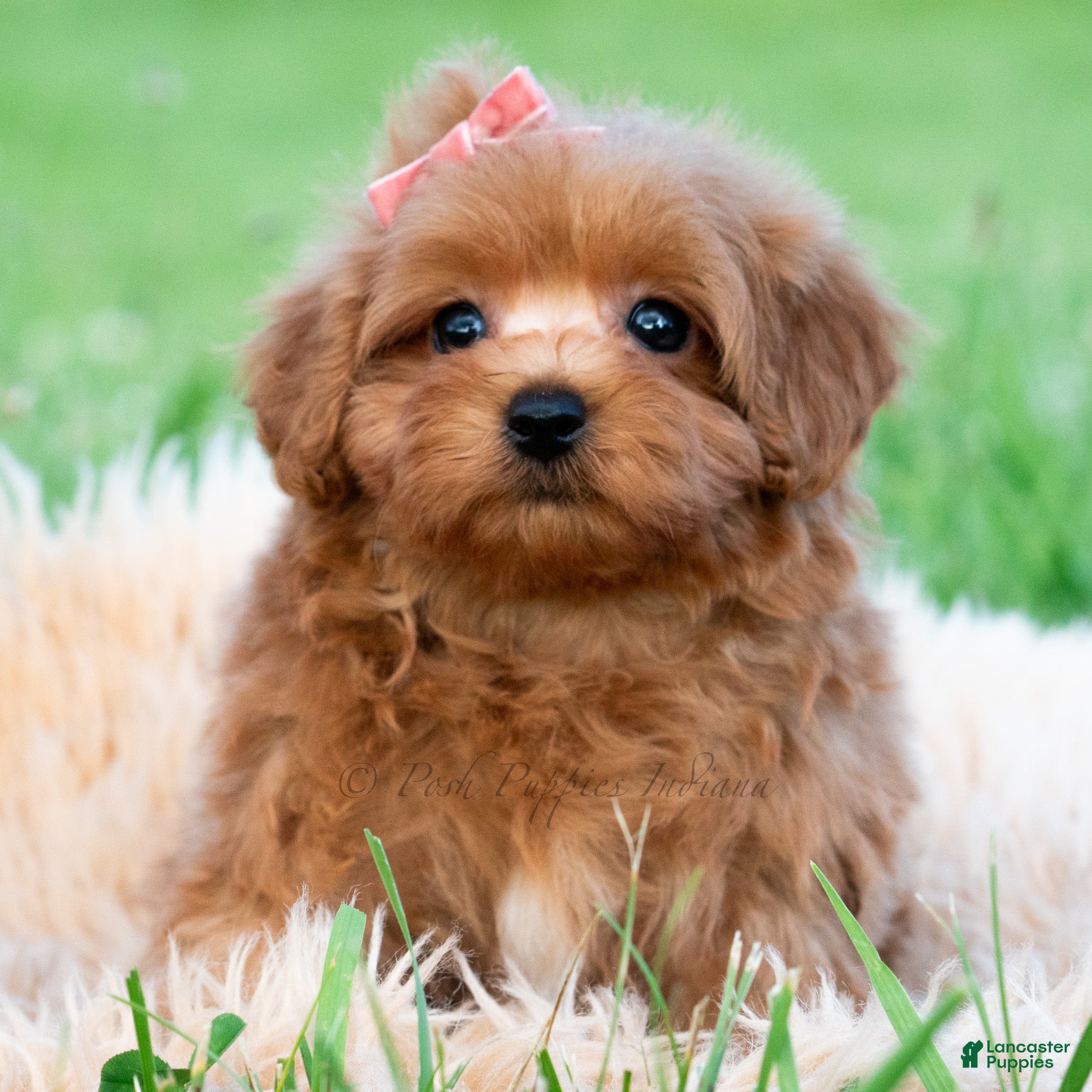 Maltipoo dogs Lily Pad - Ad 21