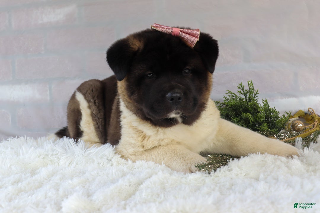 Akita dogs for sale: Rosa - Ad 23