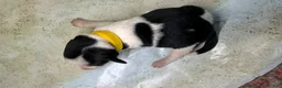 Mixed Breed dogs for sale: Sailor - Ad 9