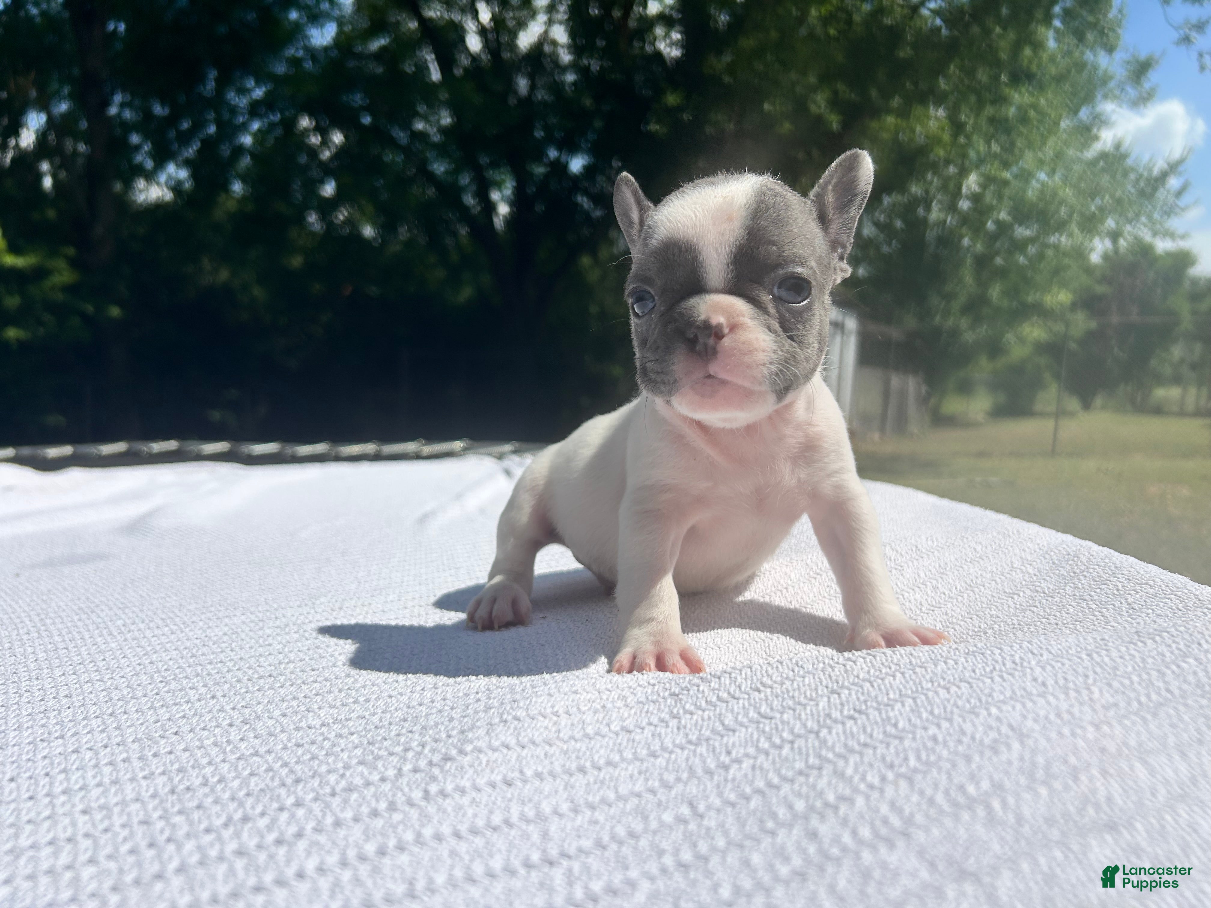 French Bulldog dogs for sale: Mad Max - Ad 1