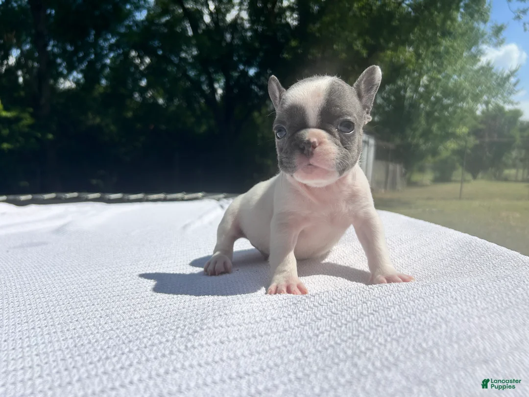 French Bulldog dogs for sale: Mad Max - Ad 1