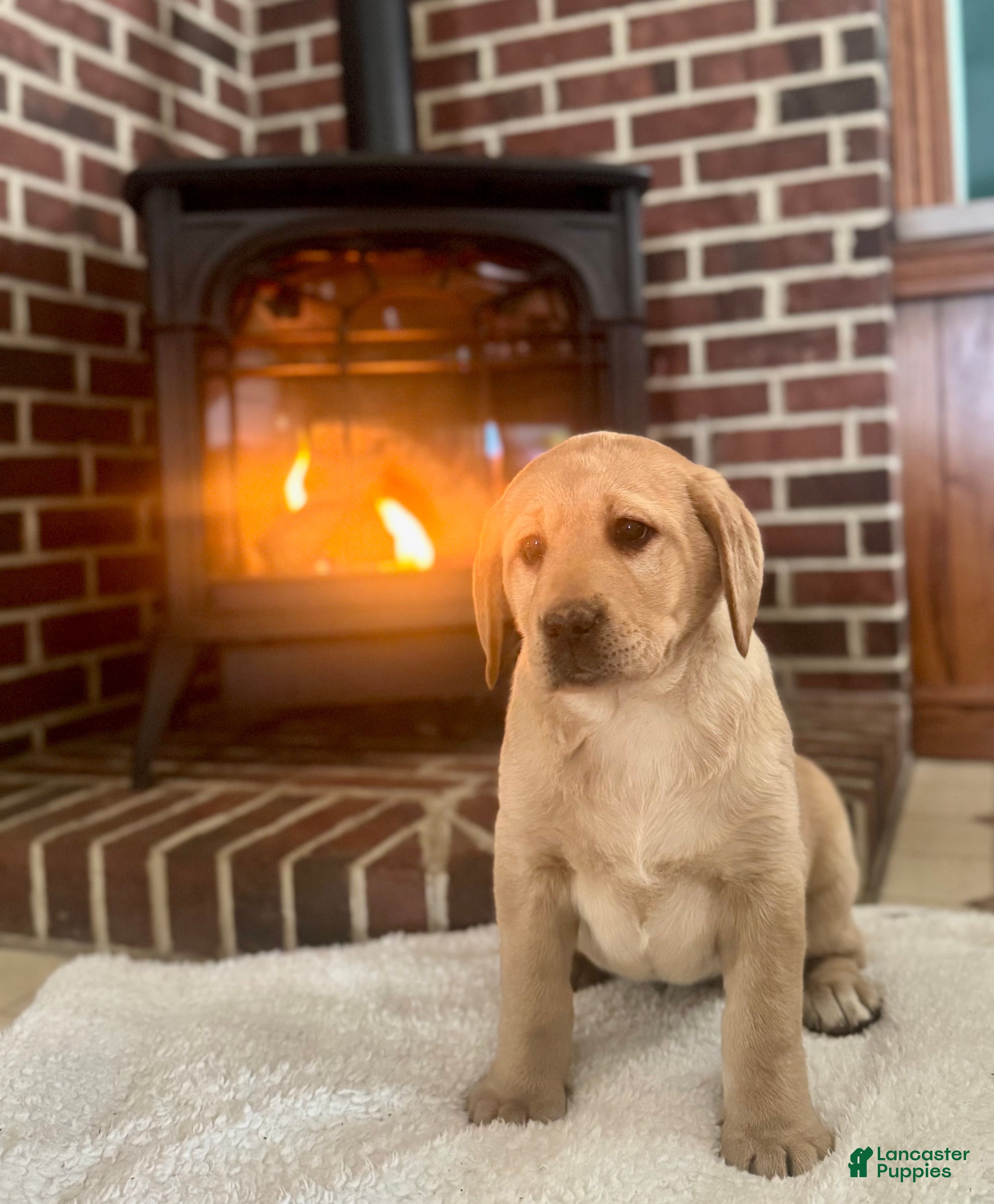 Labrador Retriever dogs Penny🐾❤️AKC Hip CERT English Lab❤️Call 717-663-8617 - Ad 34