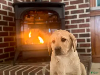 Labrador Retriever dogs Penny🐾❤️AKC Hip CERT English Lab❤️Call 717-663-8617 - Ad 34