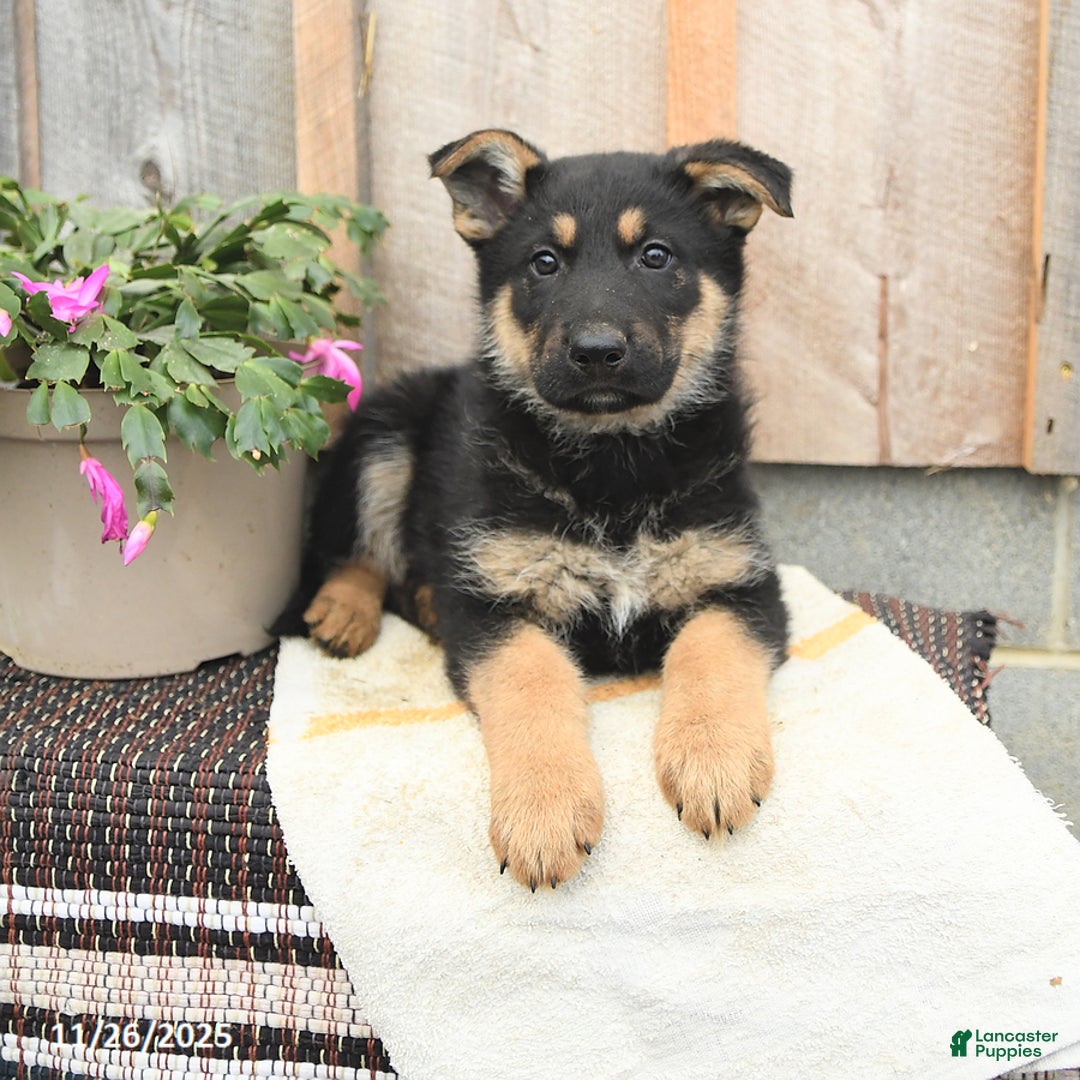 German Shepherd dogs for sale: Duke - Ad 2