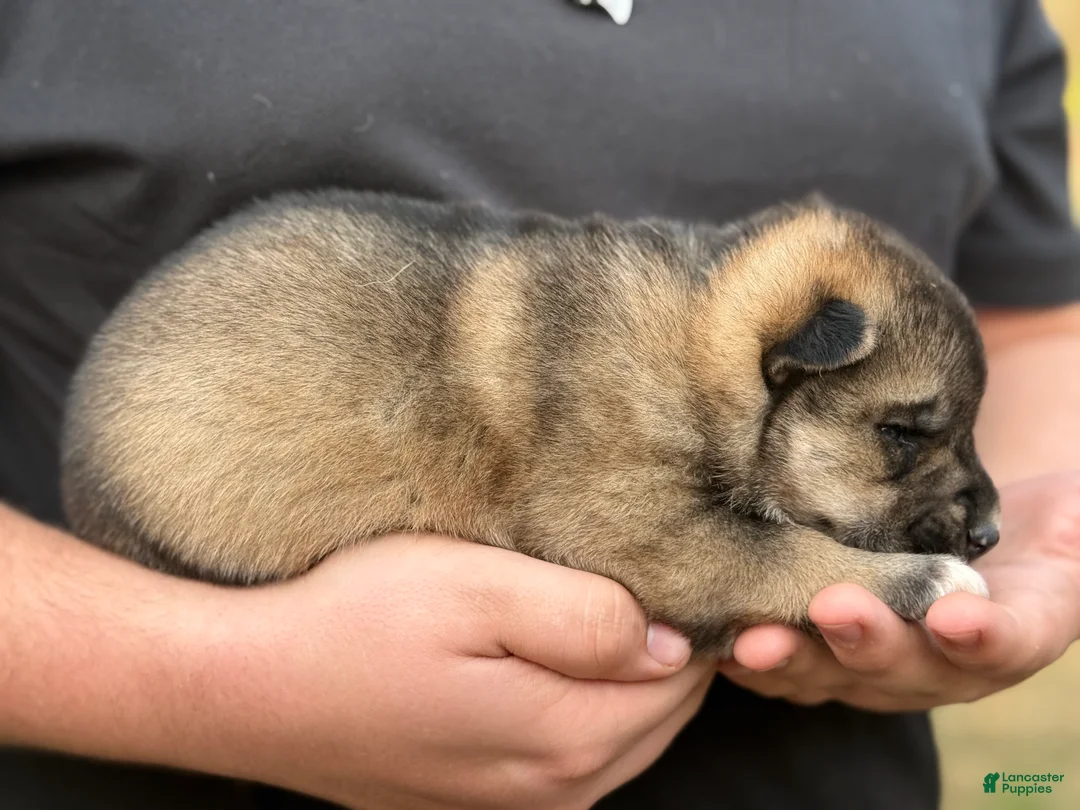 Gerberian Shepsky dogs for sale: Maverick - Ad 5