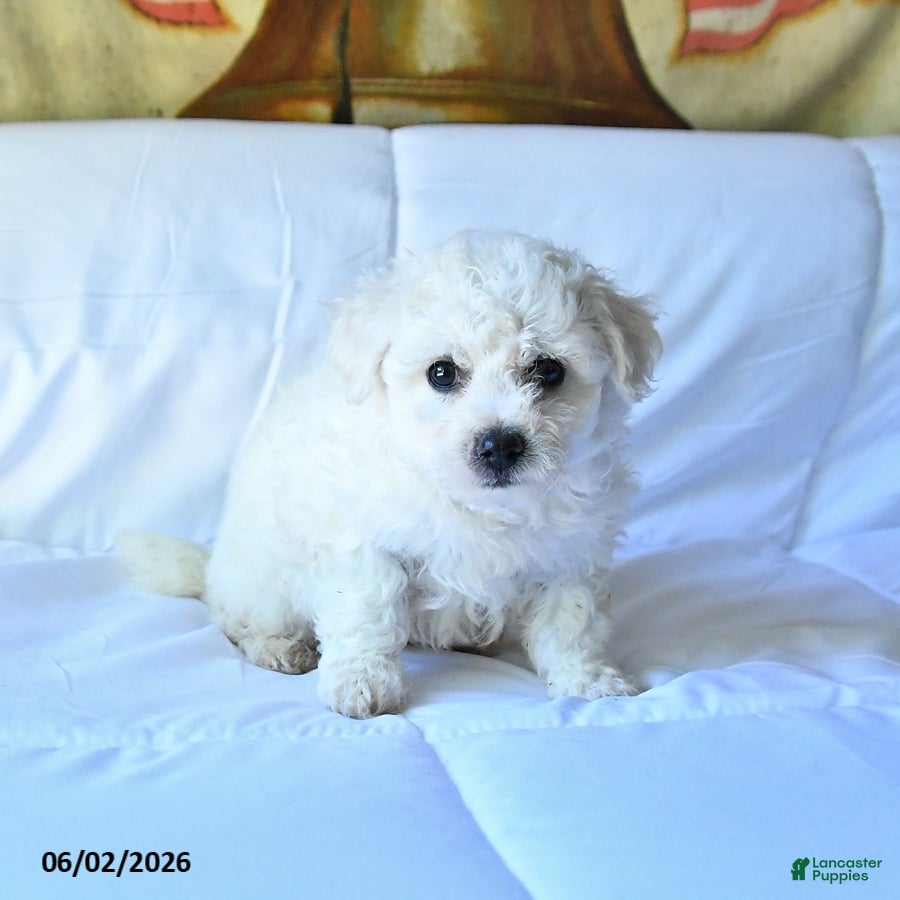 Bichon Frise dogs for sale: Apollo - Ad 3