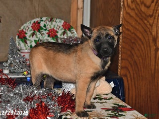 Belgian Malinois dogs Scarlet - Ad 2