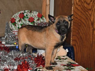 Belgian Malinois dogs Scarlet - Ad 13