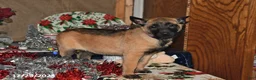 Belgian Malinois dogs for sale: Scarlet - Ad 11