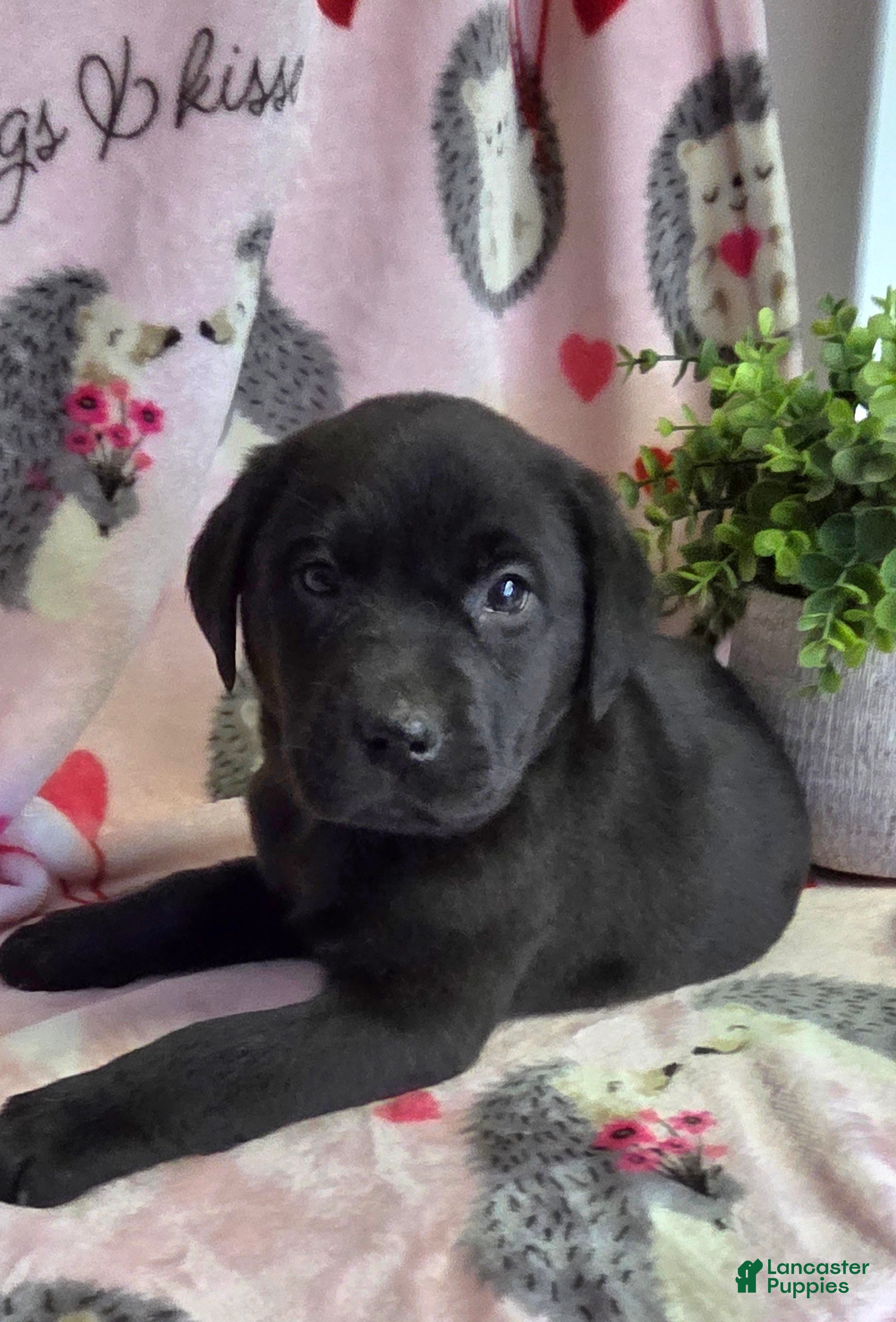 Labrador Retriever dogs Lucy - Ad 2