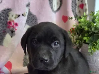 Labrador Retriever dogs Lucy - Ad 2