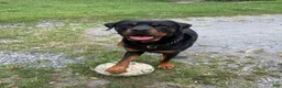 Rottweiler dogs for sale: Zara - Ad 5