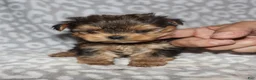 Yorkshire Terrier dogs for sale: Sondra - Ad 3