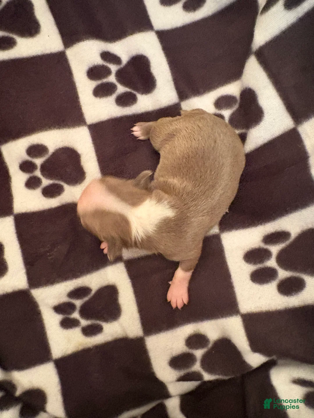 Boston Terrier dogs for sale: Dopey Blue & White  - Ad 1