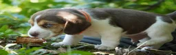 Beagle dogs for sale: Otis - Ad 19