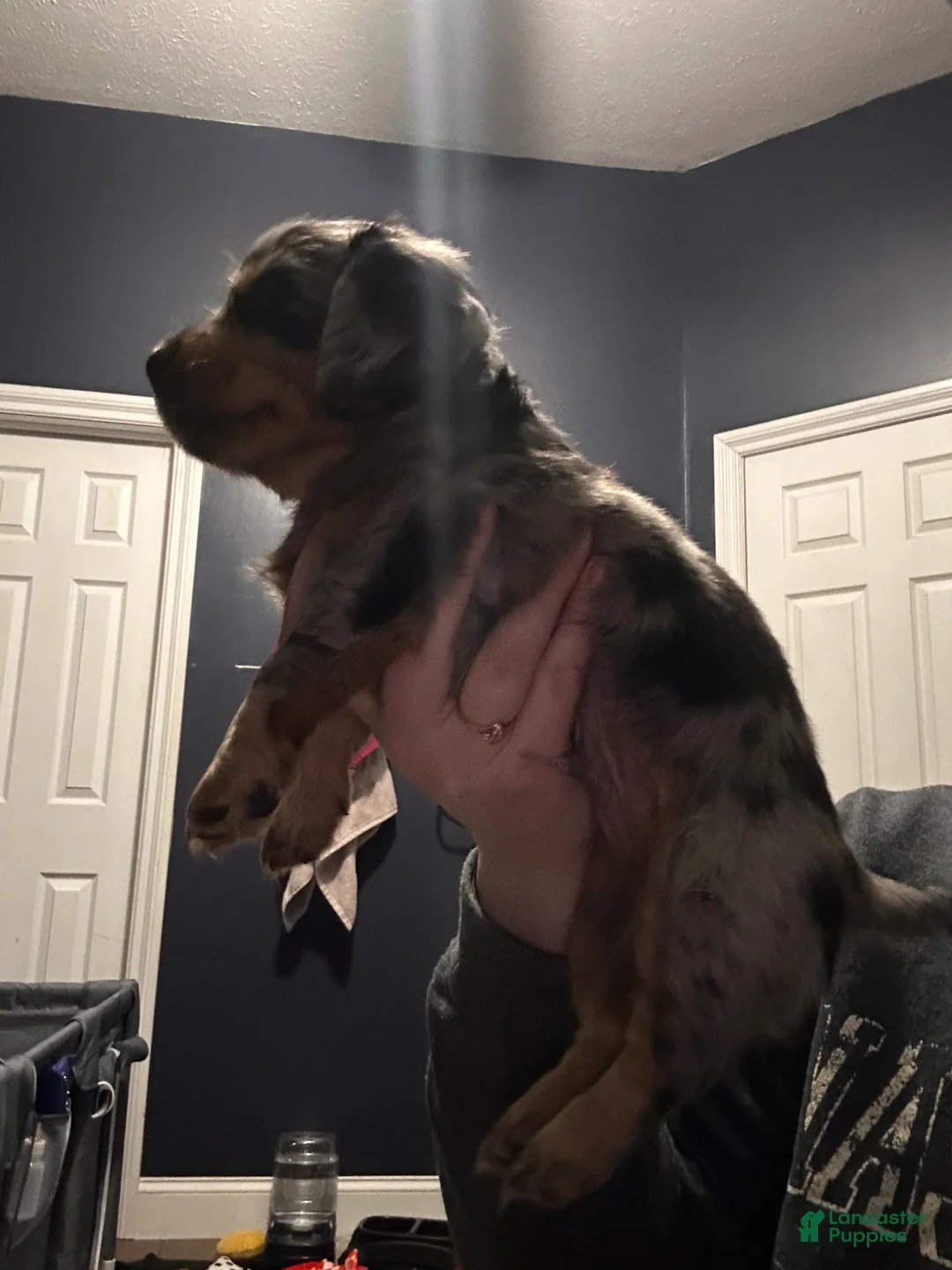 Mixed Breed dogs for sale: Remmy - Ad 5