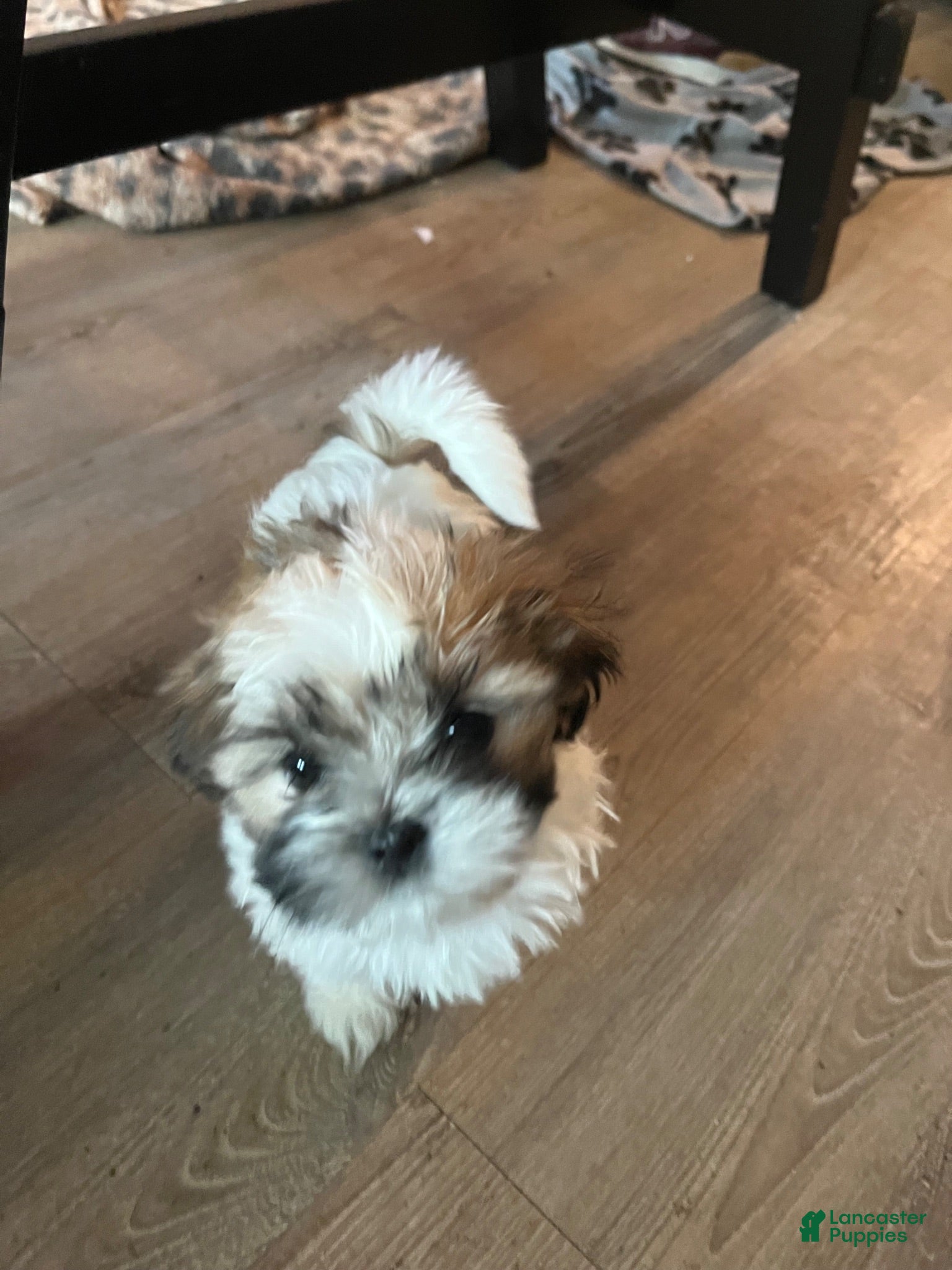 Shih Tzu dogs Jewel  - Ad 7