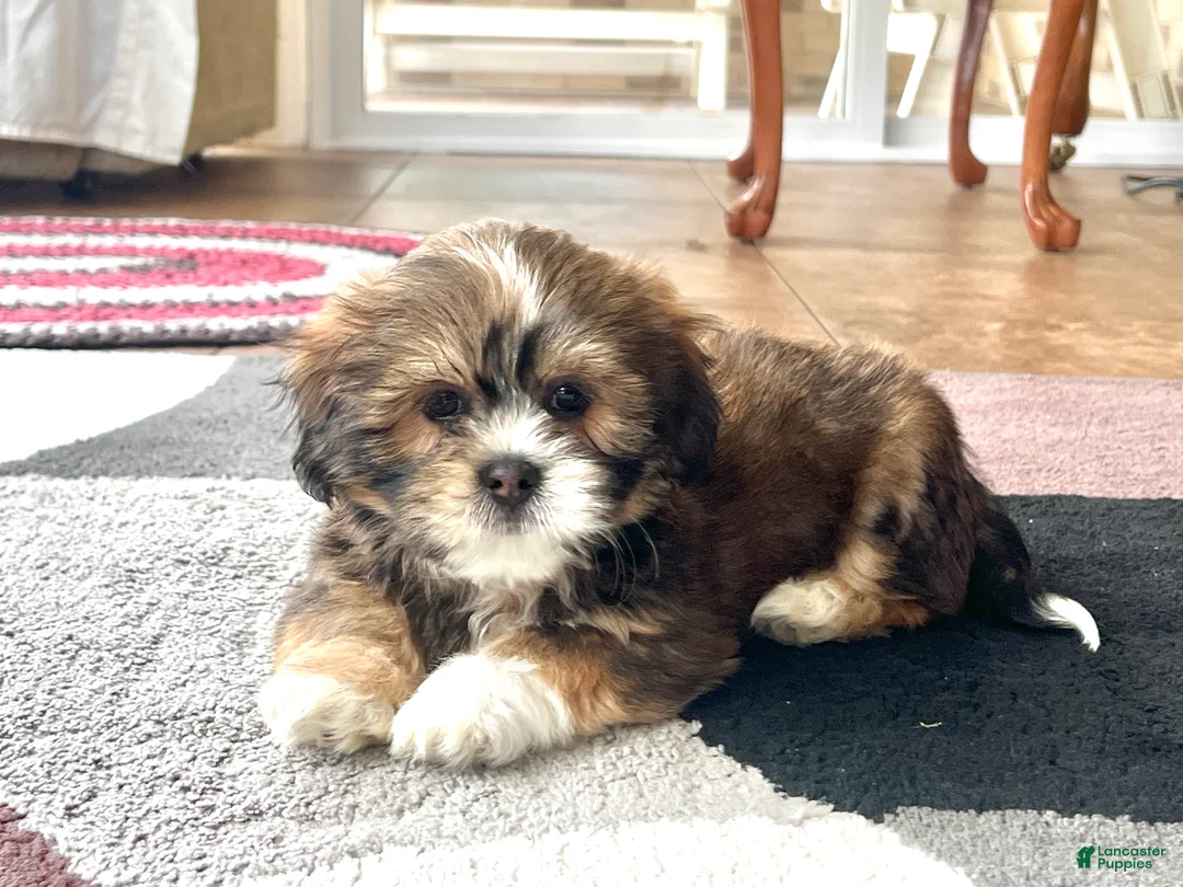 Lhasa Apso dogs for sale: Plato - Ad 1