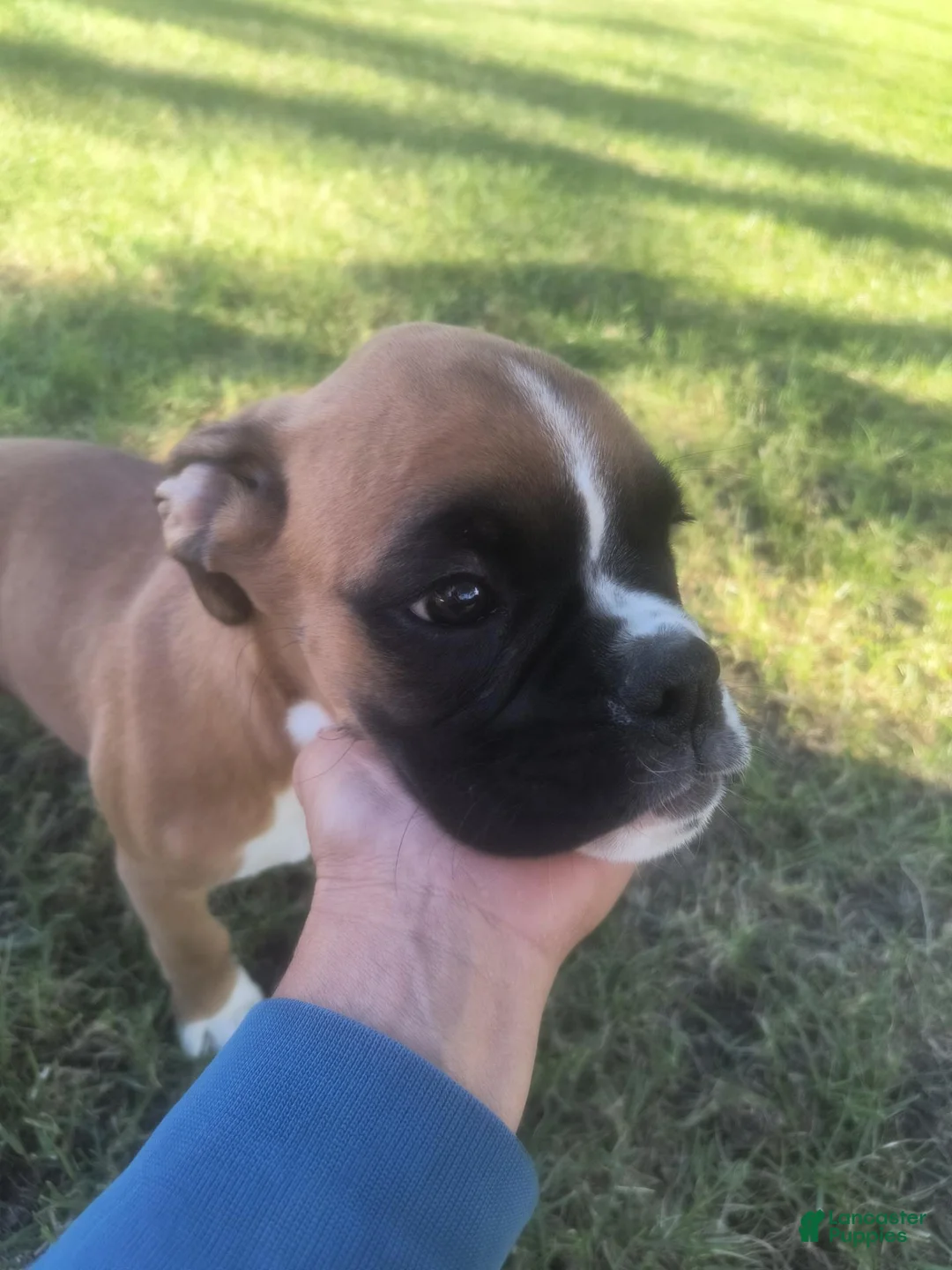 Boxer dogs for sale: Boxer 2 - Ad 1
