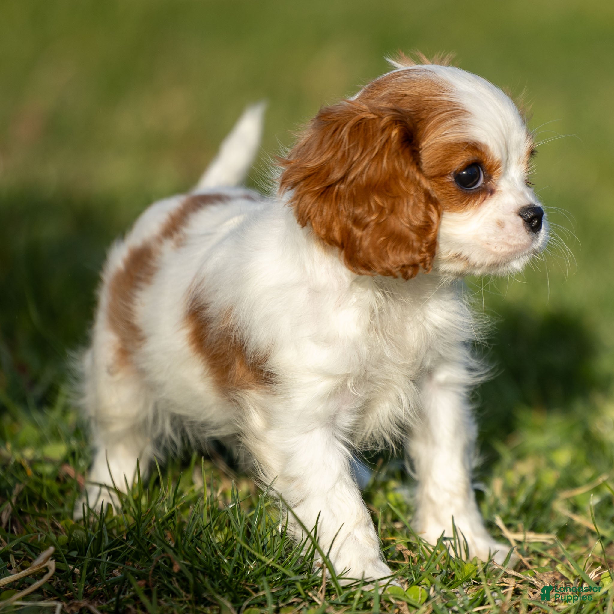 Cavalier King Charles Spaniel dogs Zizi - Ad 2