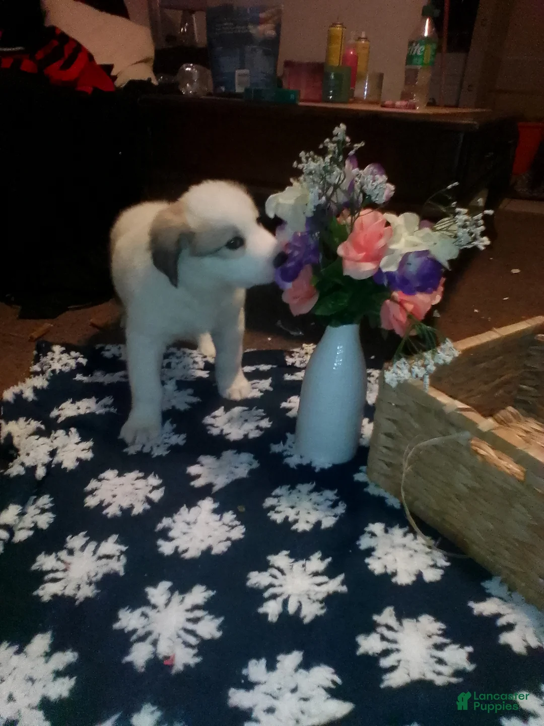 Mixed Breed dogs for sale: Mixed Breed Puppy 1 - Ad 18