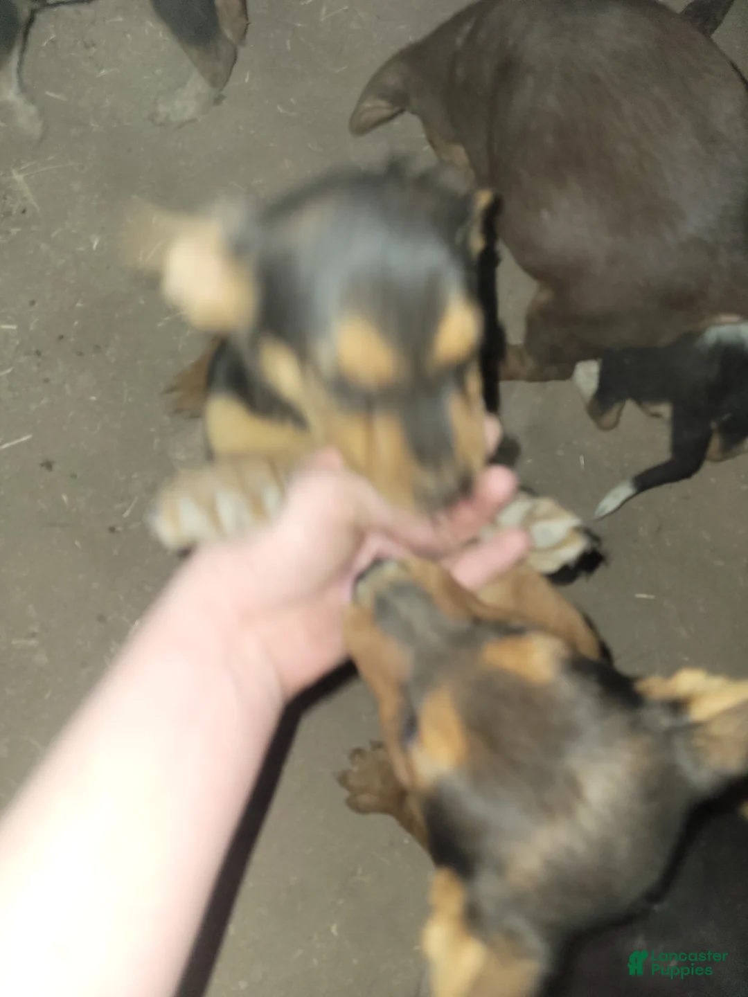 Mixed Breed dogs for sale: Mixed Breed 7 - Ad 2