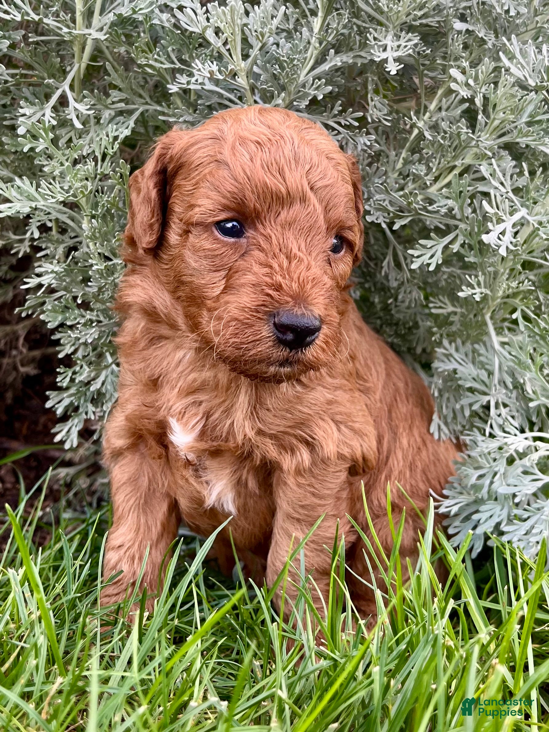 Miniature Poodle dogs Mocha - Ad 1