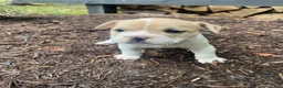 Mixed Breed dogs for sale: Lulu - Ad 9